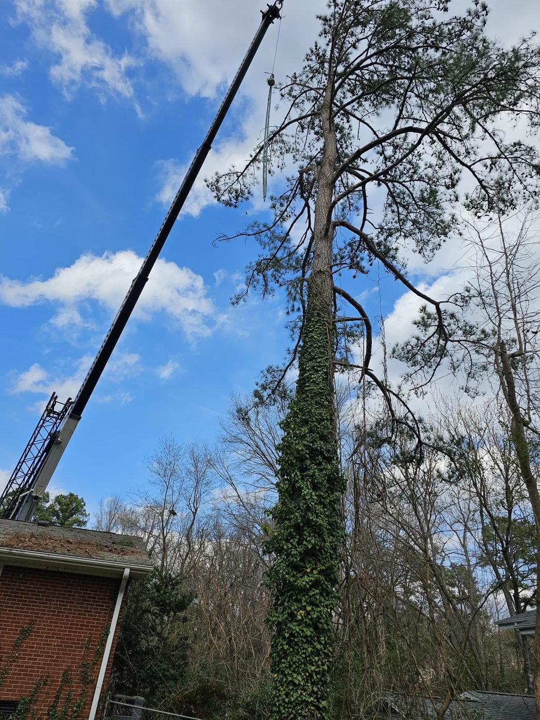 Professional tree removal service using a crane to safely cut a tall pine in Raleigh, NC