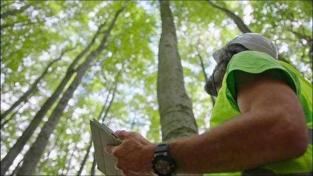 Professional arborist pruning tree branches from the canopy in Raleigh, NC