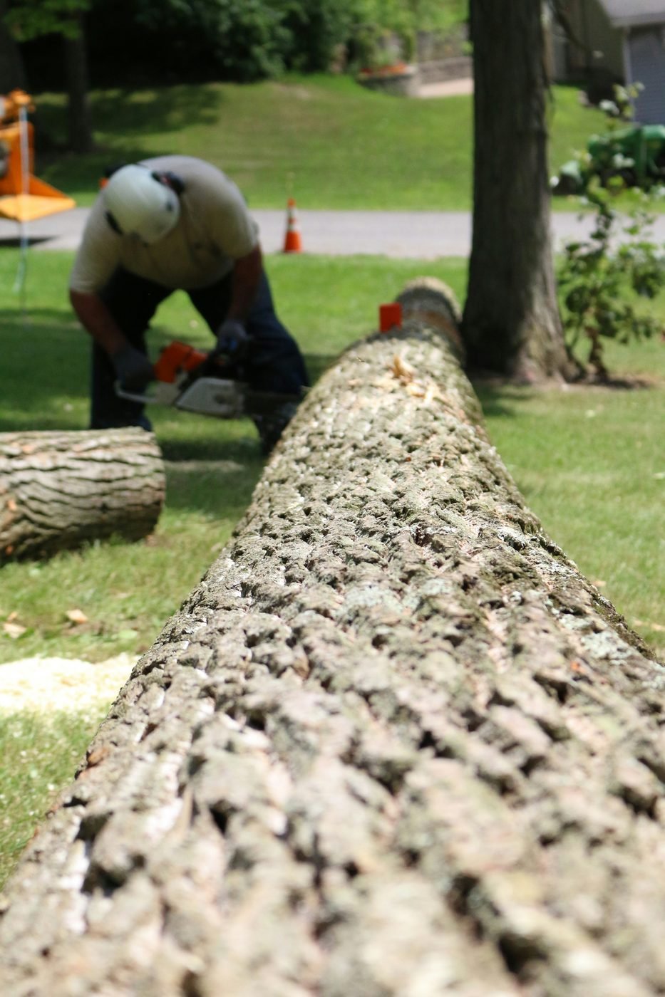 Professional tree removal crew safely cutting a large felled tree in Raleigh, NC