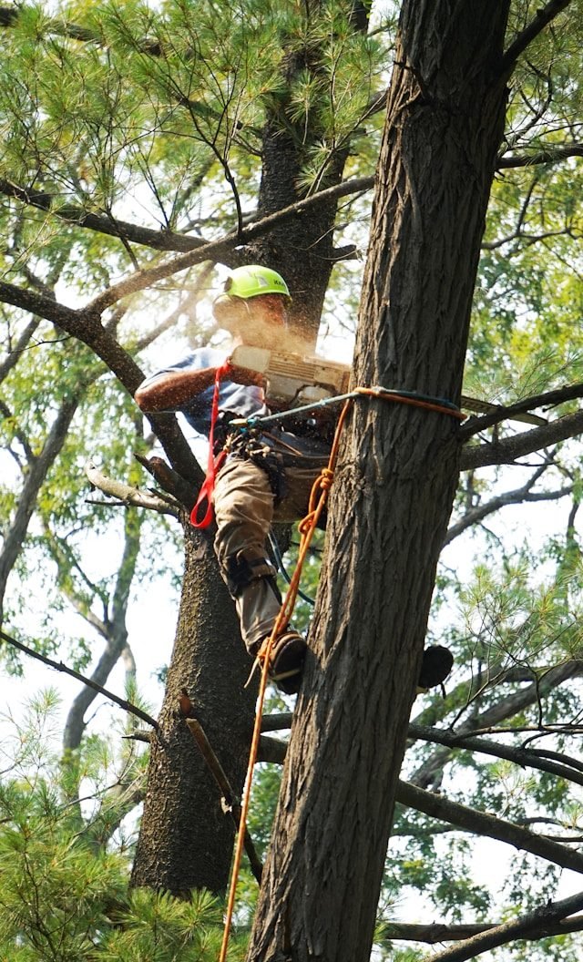 Certified arborist climbing and trimming a large tree using ropes and a chainsaw in Raleigh, NC
